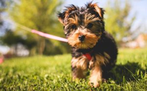 ヨークシャテリア子犬